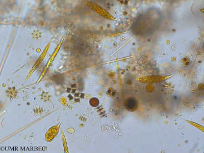 phyto/Pertuis Charentais/Tasdon_st6/PAMPAS 2019-2021/Pediastrum subgranulatum (TASDON_St6_230719-001).tif(copy)_thumb.jpg